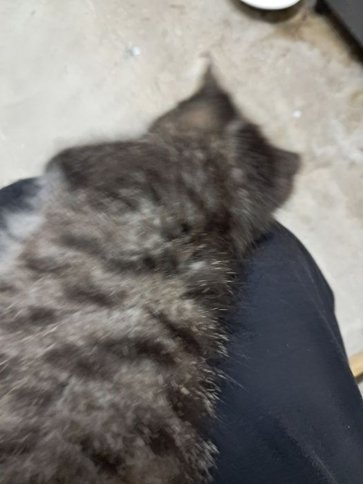 Продам котят шотландской породы, девочки.