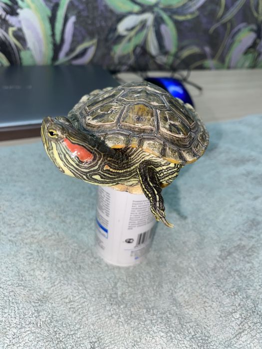 Продам черепаху 1,5 года