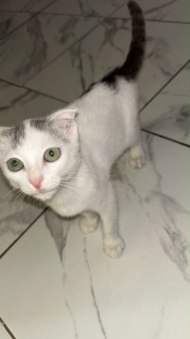 Шотландский котёнок