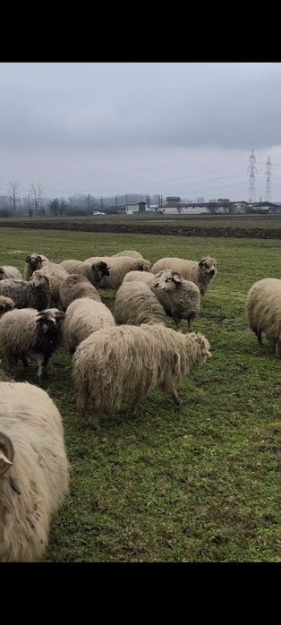 De vânzare 35 de oi