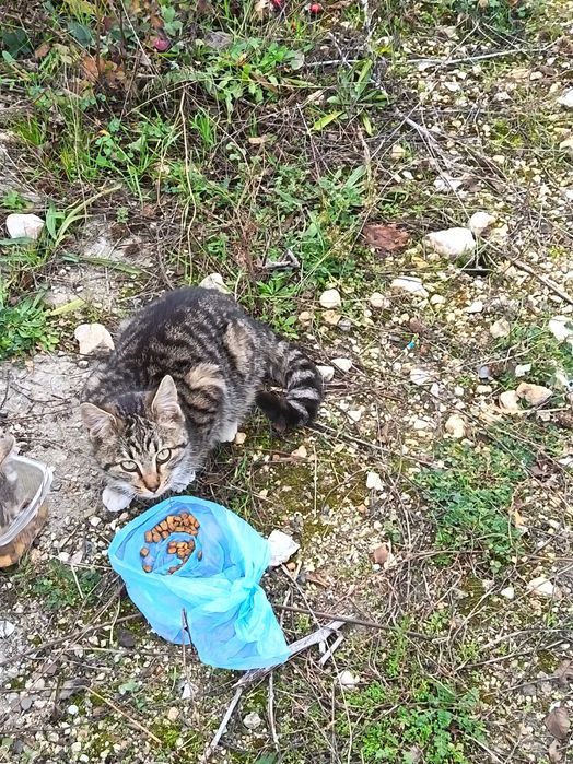 Бездомно коте търси дом!