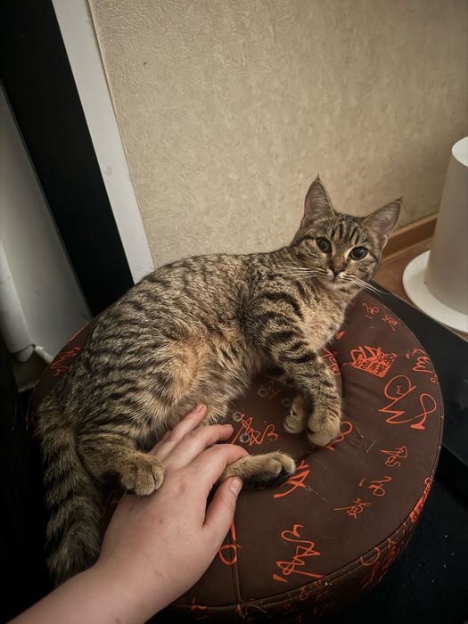 Кошки ищут дом, и любящих хозяев.