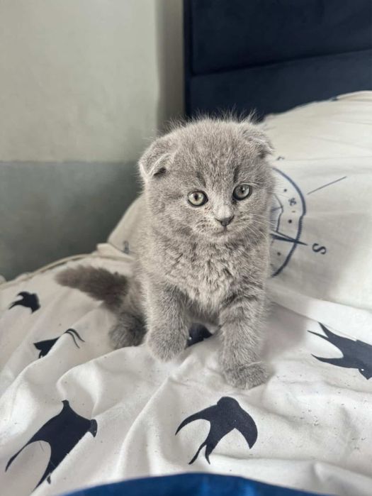 Британско женско коте