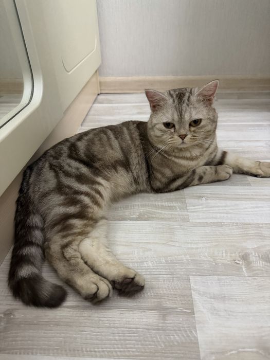 Отдам кота бесплатно