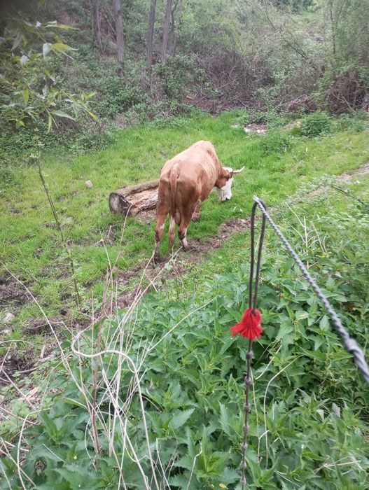 Vind 3 vaci bune de lapte