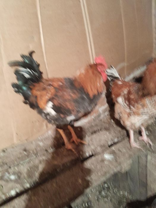 Продавам 10 месечни петли