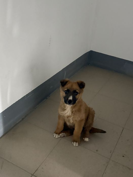 Найден щенок мальчик