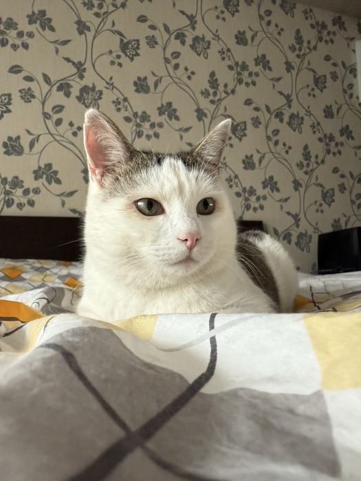 Шикарный котик Тимоша ищет семью