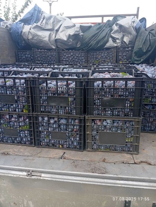 Prune pentru palinca