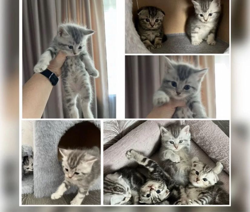 Продаются Котята