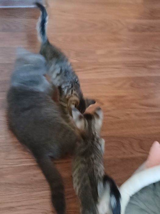 Отдам в добрые руки котята 2 мес.