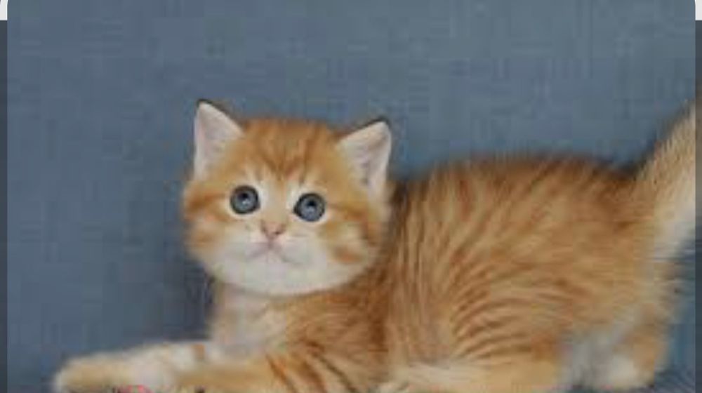 золотая табби британка