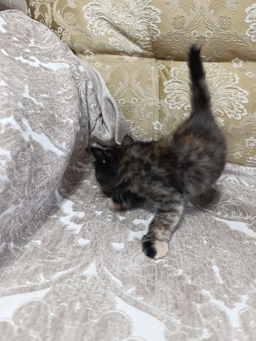 Котята отдам в добрые руки