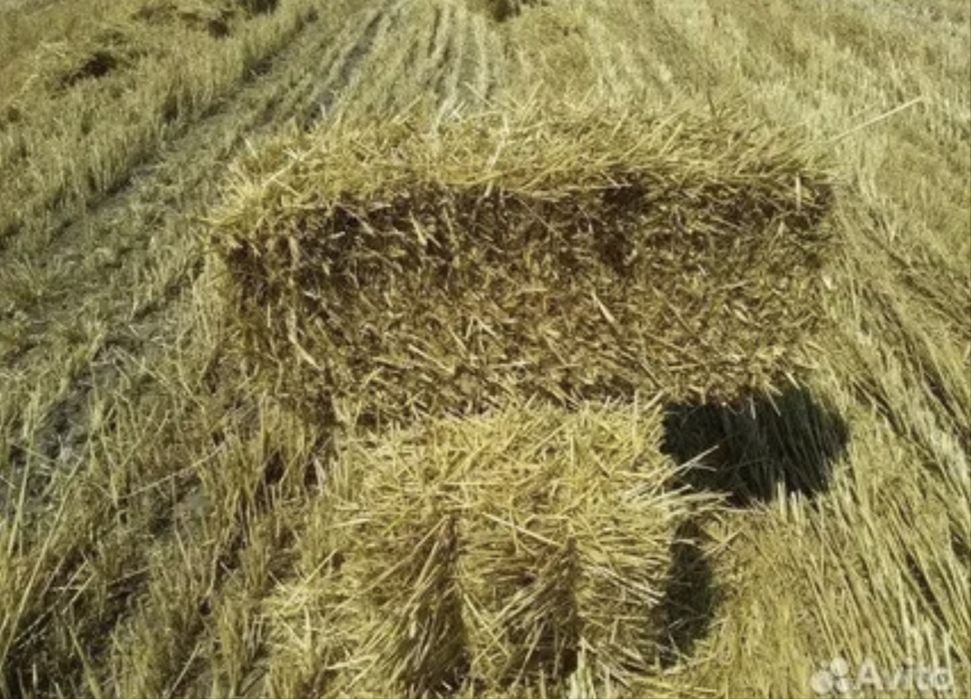 Продам солому ячменую