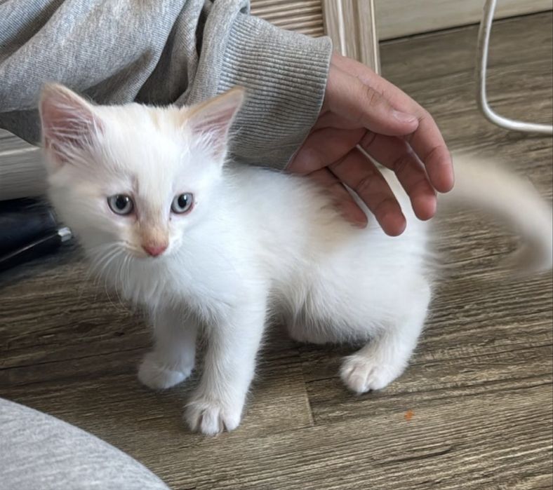 Котенок в добрые руки