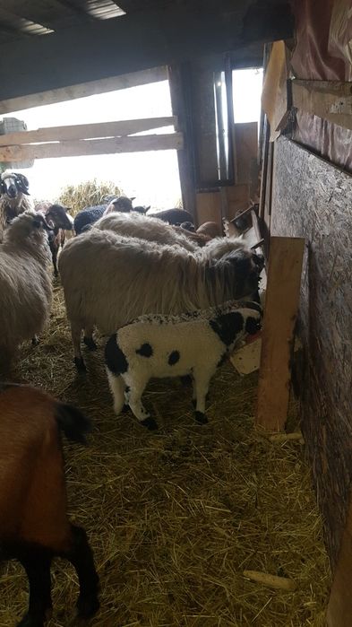 De vanzare 3 oii miore cu 3 meii