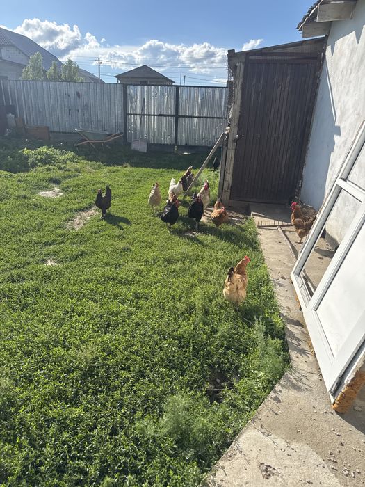 Продам кур с цепленками