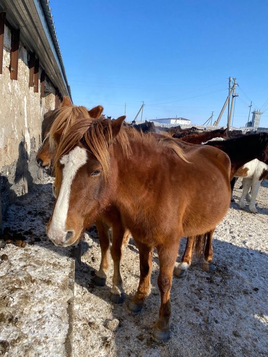 Дөнежін байталдар сатылады,продается