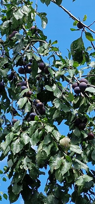 Vand prune  pentru tuica