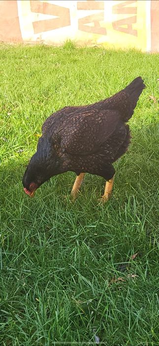 Gaini Combatant  Indian de vanzare! O familie