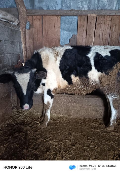 Vând taurii detalii