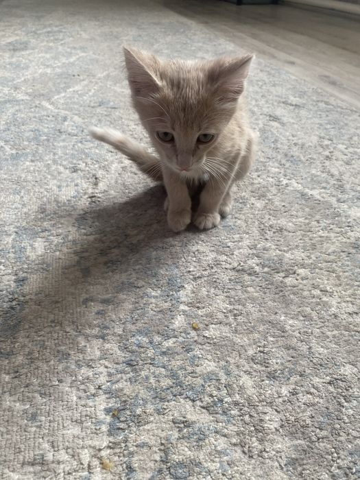 Катёнок домашний бесплатно