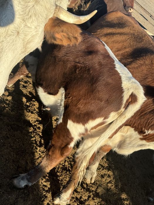 Продам подсос бычков