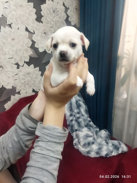 Готовяться к продаже щенки чихуахуа ( бронь)