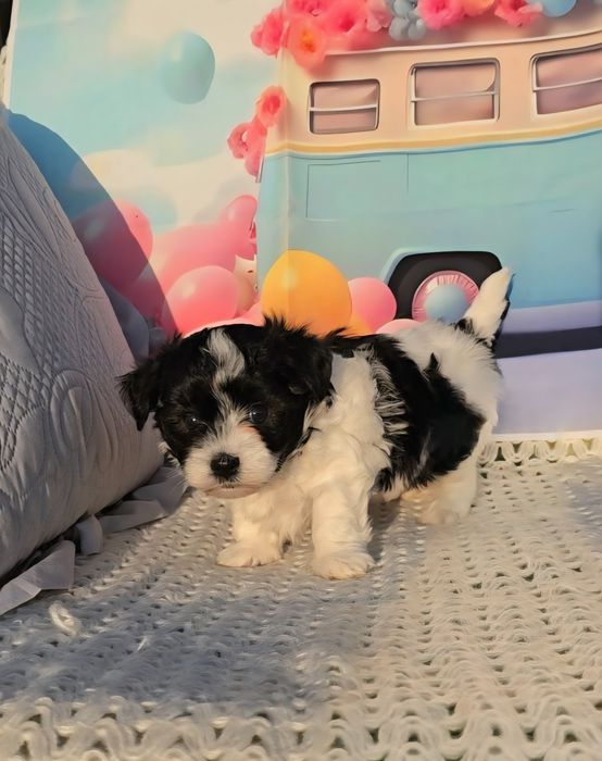 Малтипу /малтийска болонка и пудел тийкъп/