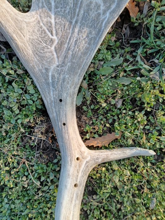 Стари рогa от  елен лопатар,лос и карибу.Трофей.