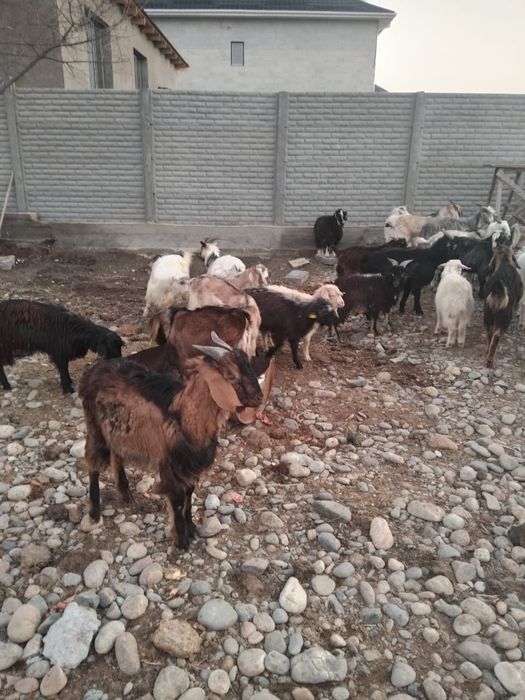 Еркек лақтар сатылады