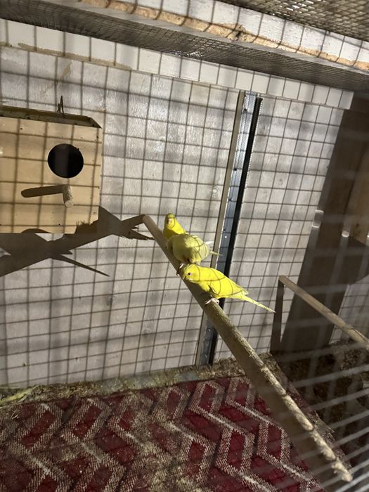 Папугай и карела  нерасушка парас бор