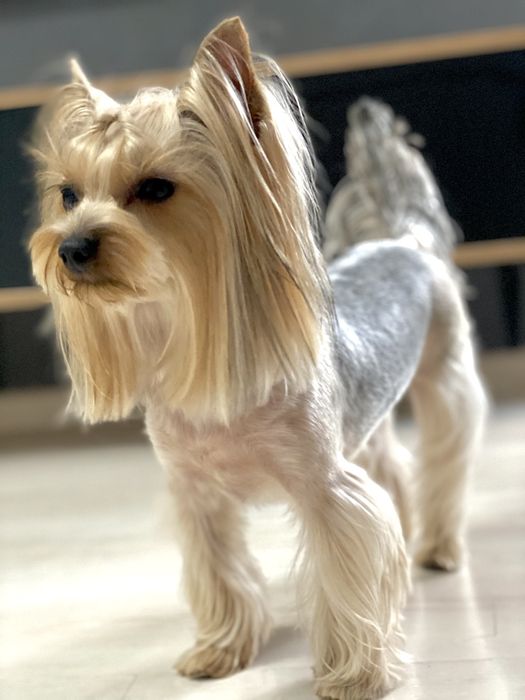 Ищем мальчика йорка для вязки