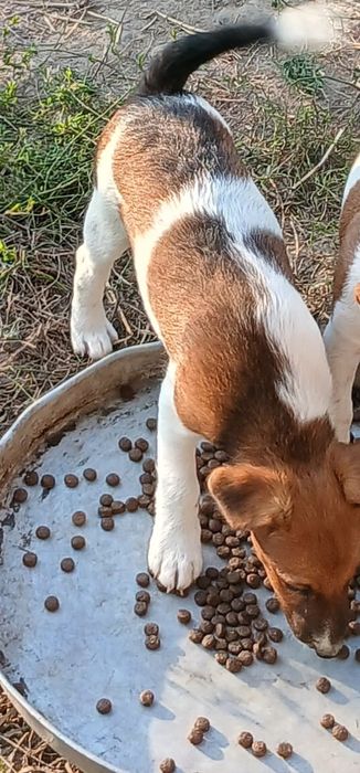 Catei Fox Terrier