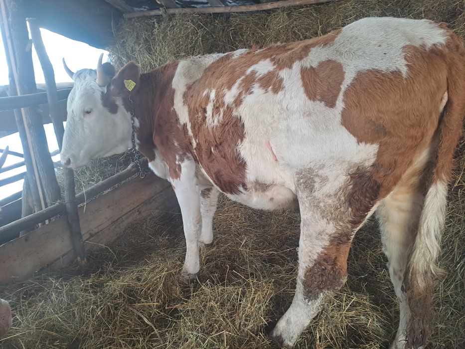 Juninci  la schimb cu angus sau de vânzare