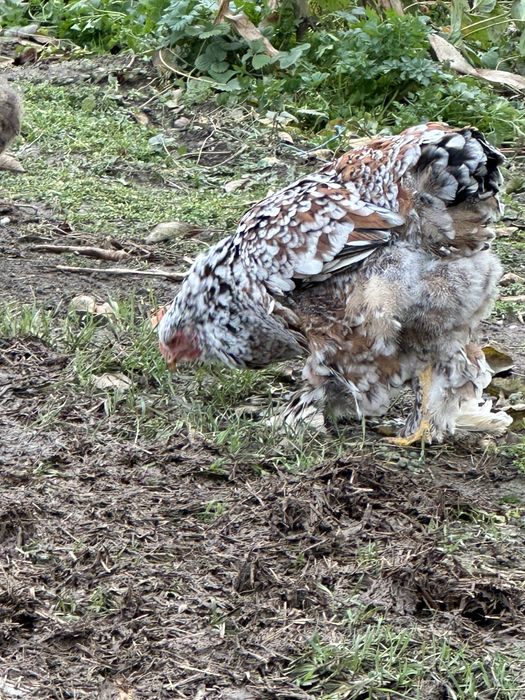 Oua pentru incubat brahma portelan