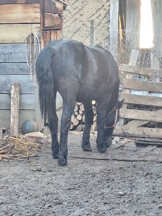 Vand manz de un an jumate