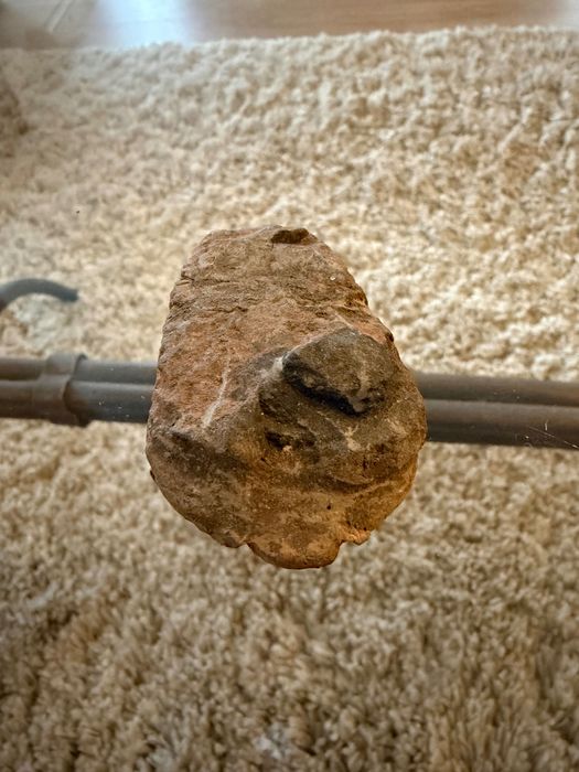 Fosilă Trilobit Phacops – Devonian – Autentic  ~ 390 milioane ani!