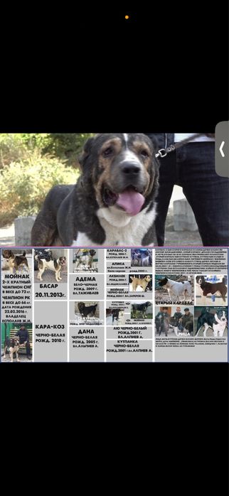 Тобет/алабай/сао