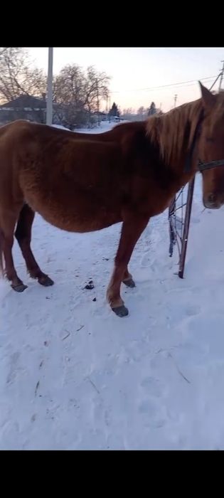 Продам кабылу и двух жеребцов