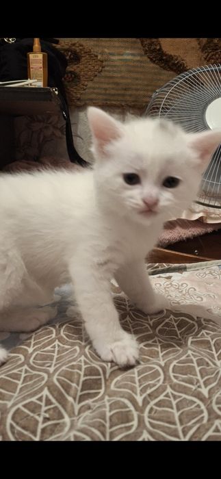 Котята 1,5мес скотиш страйт