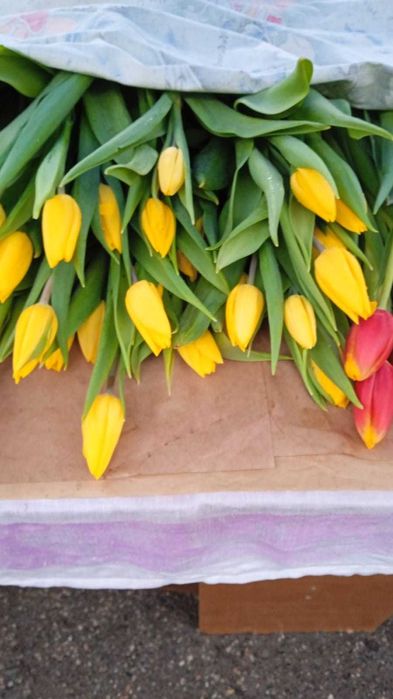 Тюльпаны Голондские