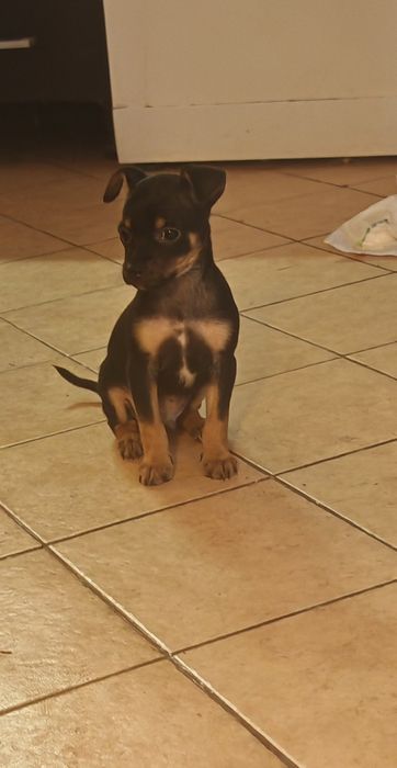 Пинчери момчета , двама засега