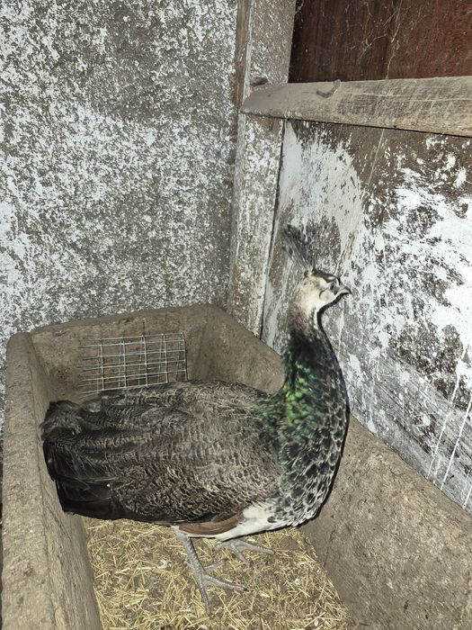 Индийский павлин, самец