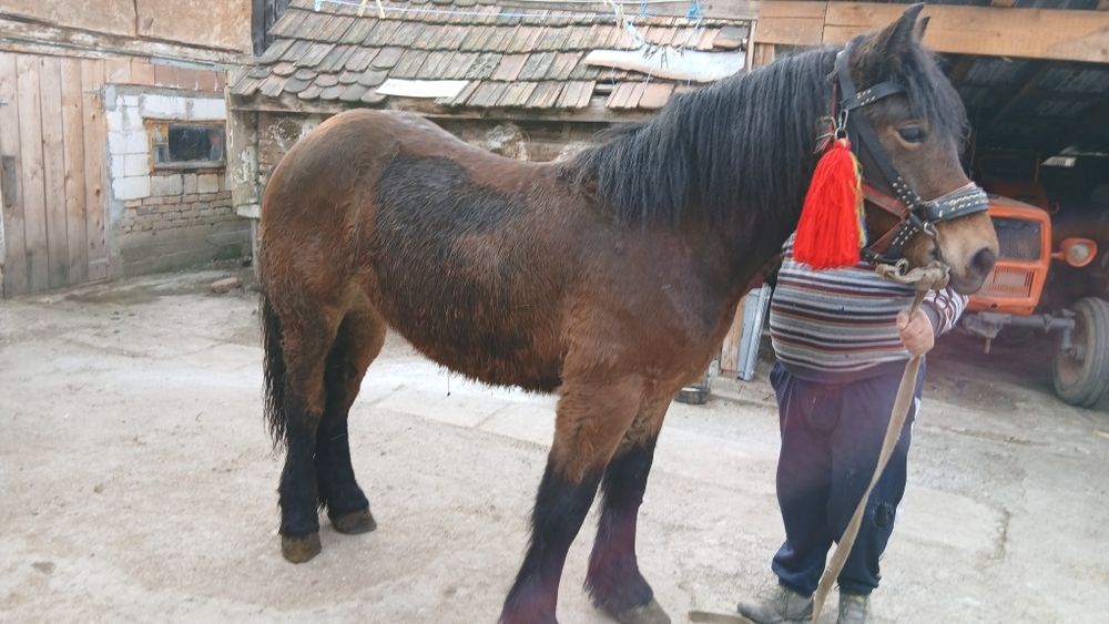 Vând sau schimb mânză murga