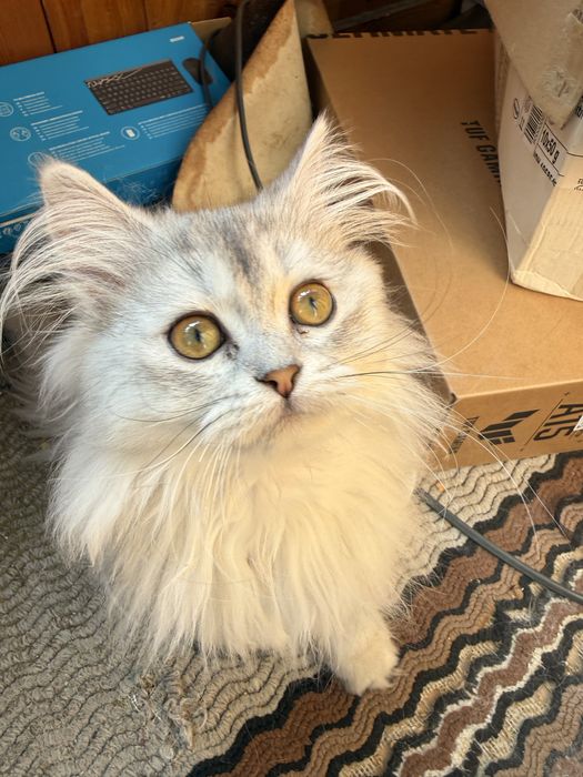 Британска дългокосместна сребърна чинчила