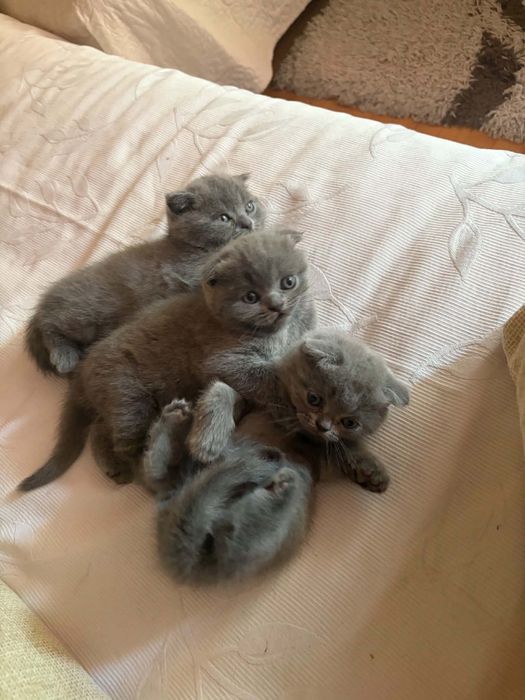 Красиви клепоухи дами