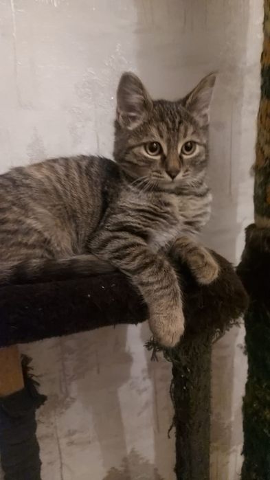 Крутая Кошка девочка в семью