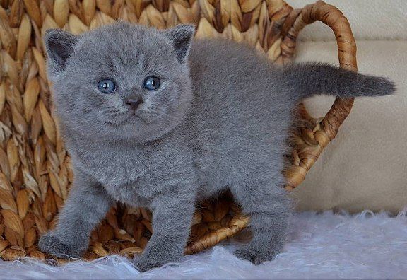 Британские короткошерстные котята