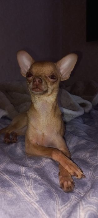 Кобель ищет невесту. Вязка.